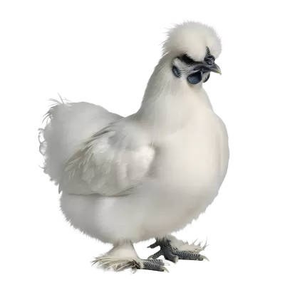 Imagen PNG para descargar